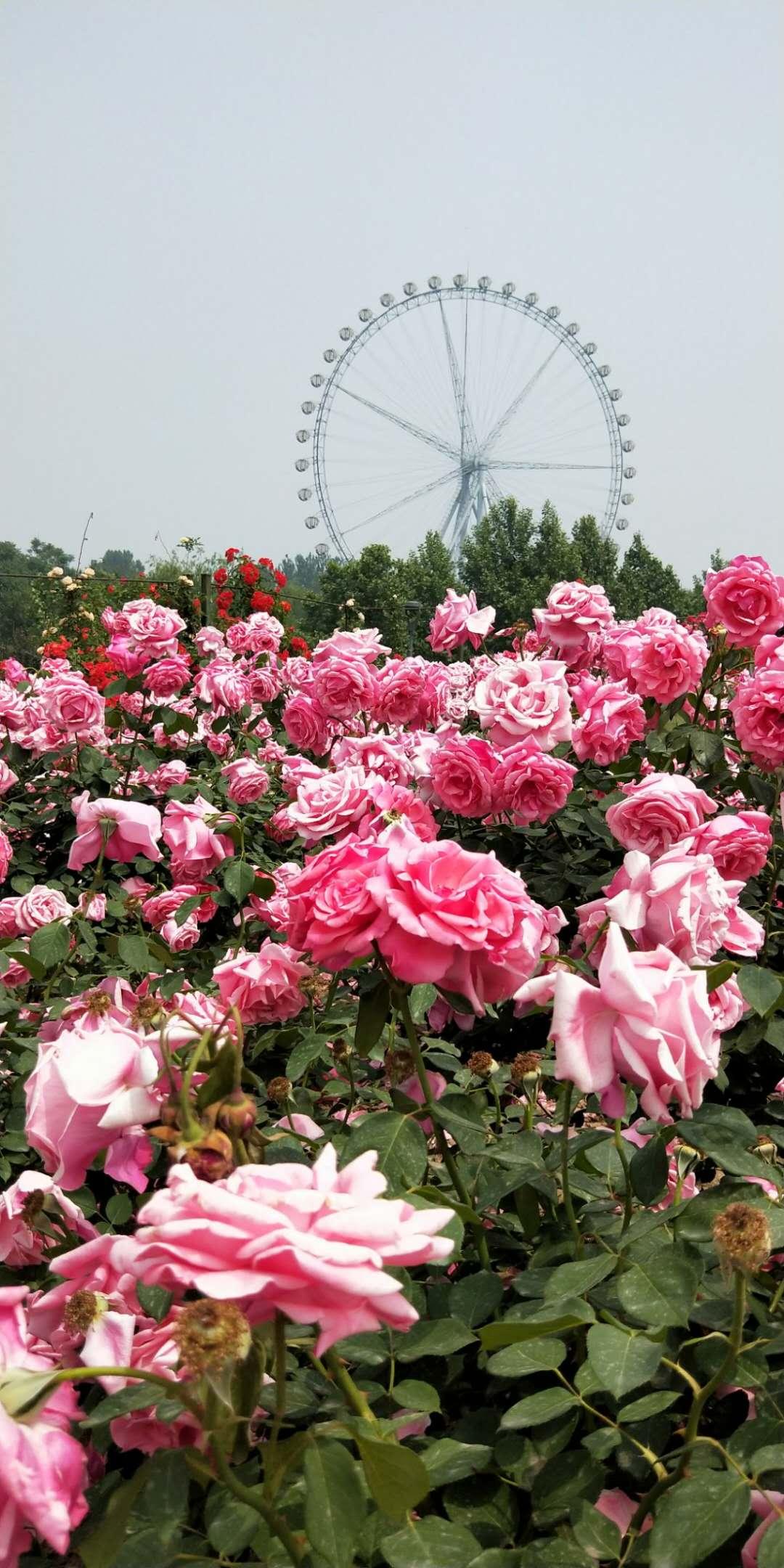 石家庄技能掌握与任务完成全步骤指南